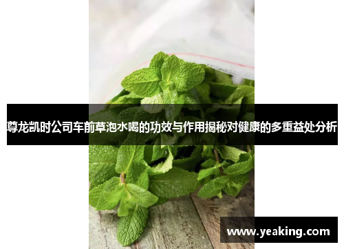 尊龙凯时公司车前草泡水喝的功效与作用揭秘对健康的多重益处分析