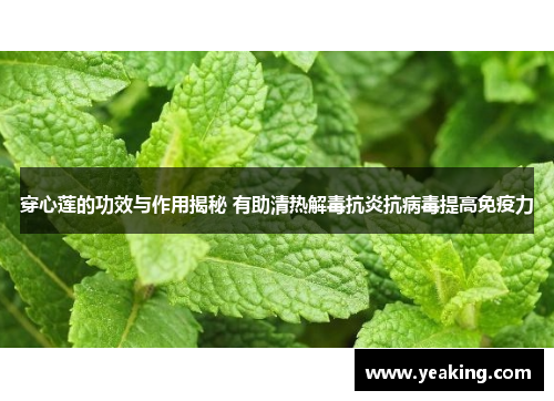 穿心莲的功效与作用揭秘 有助清热解毒抗炎抗病毒提高免疫力