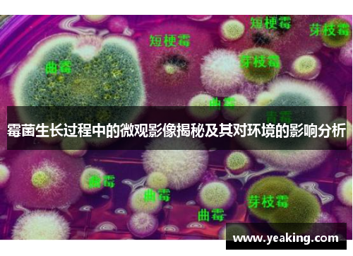 霉菌生长过程中的微观影像揭秘及其对环境的影响分析